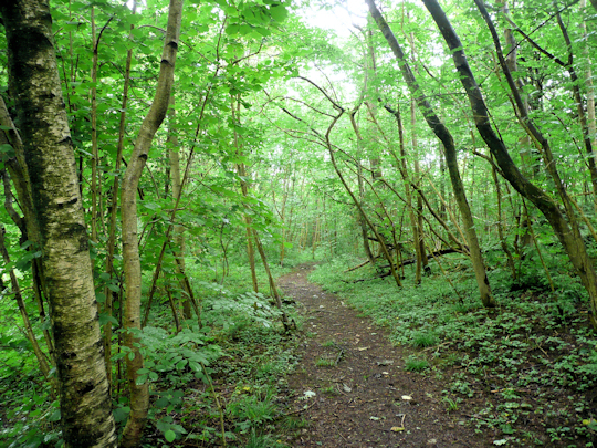 twitter path in woods - Mark Gordon